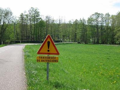 Saturday 2009-04-04 &nbsp;&nbsp;&nbsp;  Route de Wangenbourg   The fence directs frogs to a place on the road where it is safe for them to cross.