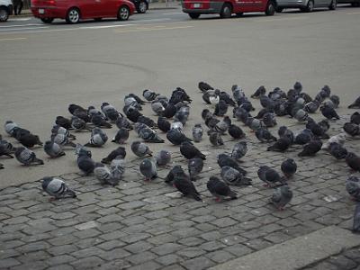 Wednesday 2009-03-25 &nbsp;&nbsp;Zurich Switzerland  The cold kept the pigeons grounded, fluffing their feathers to stay warm.