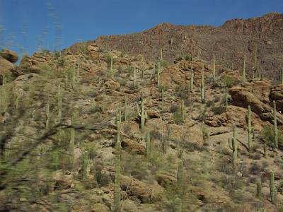 Sunday 2009-03-22  &nbsp;&nbsp; Tucson Mountain County Park  We're on our way to the Arizona-Sonora Desert Museum and we enter the Tucson Mountain County Park where the saguaro cactus is in great abundance.