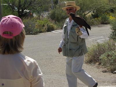 Sunday 2009-03-22&nbsp;&nbsp;   Arizona-Sonora Desert Museum  On our way to the museum entrance, we spot a handler with a Harris's Hawk. These birds were the stars of the raptor show held at 2PM.