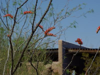 Sunday 2009-03-22&nbsp;&nbsp;   Arizona-Sonora Desert Museum  These are the red flowers of the Ocotillo. The Ocotillo is common in most of the Sonoran and Chihuahuan deserts and extends north to the southern Mohave Desert, south to central Mexico, and east to central Texas.