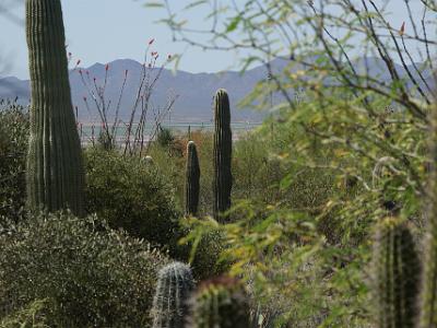 Sunday 2009-03-22&nbsp;&nbsp;   Arizona-Sonora Desert Museum  Just down from the coffee bar is this wonderful view of the museum grounds extending into the Sonoran Desert in the distance.