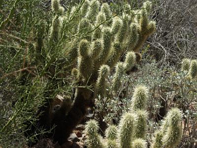 Sunday 2009-03-22&nbsp;&nbsp;   Arizona-Sonora Desert Museum  The Cholla Cactus. Agaves, ocotillos, aloes and euphorbias are among those often mistaken for cacti. However, the term cactus refers to a particular family of plants defined by a distinctive flower pattern.