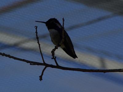 Sunday 2009-03-22&nbsp;&nbsp;   Arizona-Sonora Desert Museum  A Hummingbird in a walk-in aviary.  These tiny birds pollinate many of the desert plants.