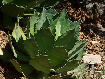 Sunday 2009-03-22&nbsp;&nbsp;   Arizona-Sonora Desert Museum  This plant also has the English name of Agave Hybrid.