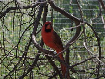 Sunday 2009-03-22&nbsp;&nbsp;   Arizona-Sonora Desert Museum  The Northern Cardinal covers a large range, from southern Ontario to the Gulf states, and from the southwestern US to Belize and Guatemala. It prefers woodland edges, mesquite thickets and stream edges. The reddish bill and black face identify this bird as a male.