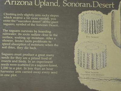 Sunday 2009-03-22&nbsp;&nbsp;   Arizona-Sonora Desert Museum  An interesting sign describes some aspects of the Saguaro Cactus' adaption to life in the desert.