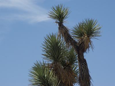 Sunday 2009-03-22&nbsp;&nbsp;   Arizona-Sonora Desert Museum  Yucca Brevifolia or the Joshua tree.