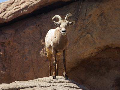 Sunday 2009-03-22&nbsp;&nbsp;   Arizona-Sonora Desert Museum  The desert bighorn is a heavy bodied, gray brown, deer-sized animal with a large white rump patch. Both males and females have horns, but the males' are much larger, growing into a curled spiral shape over the course of several years.