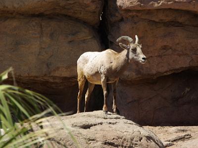 Sunday 2009-03-22&nbsp;&nbsp;   Arizona-Sonora Desert Museum  Bighorn sheep inhabit some of the driest mountain ranges in Arizona. During winter months when dew is available and plants contain more moisture, the sheep can last for several months without drinking free water. In the intense heat of summer when most green plants have dried up, they seek out cactus fruits for their water content. They can drink up to 20 percent of their body weight (up to 2 gallons) at a waterhole.