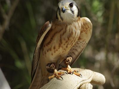 Sunday 2009-03-22&nbsp;&nbsp;   Arizona-Sonora Desert Museum  The American Kestrel feeds mainly on insects and takes smaller and slower prey than the other falcons. In the desert, Kestrels hunt in the morning and late afternoon during summer; during winter they are active throughout the day.