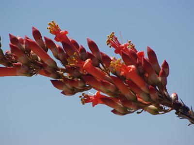 Sunday 2009-03-22&nbsp;&nbsp;   Arizona-Sonora Desert Museum  Flowers of the Ocotillo.