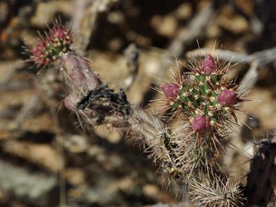 Sunday 2009-03-22&nbsp;&nbsp;   Arizona-Sonora Desert Museum  There is an amazing contrast between the ugliness of the plant and its flowers.