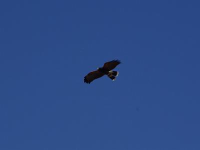 Sunday 2009-03-22&nbsp;&nbsp;   Arizona-Sonora Desert Museum  One of the most exciting displays you'll ever see is the live raptor show at the museum. They would dive at high speed with wings folded back, just over our heads, to land on their handler's glove. These are Harris's Hawks.