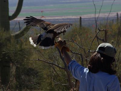 Sunday 2009-03-22&nbsp;&nbsp;   Arizona-Sonora Desert Museum   Harris's Hawk is dark brown with chestnut shoulder patches, leg feathering and wing linings. Its tail is long and black with white at the base and tip. Harris's Hawks occur in mesquite and saguaro habitats, semi-arid woodlands, and scrub.