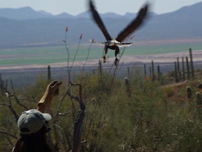 Sunday 2009-03-22&nbsp;&nbsp;   Arizona-Sonora Desert Museum  During the display, the "tame" animals were joined by a wild bird who joined their activities.  It was exciting to watch.