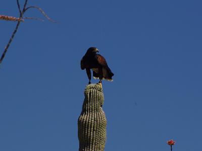 Sunday 2009-03-22&nbsp;&nbsp;   Arizona-Sonora Desert Museum  The Harris's Hawks have learned to float gently onto the top of the Saguaro Catus so as not to damage their feet.