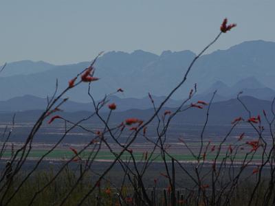 Sunday 2009-03-22&nbsp;&nbsp;   Arizona-Sonora Desert Museum  Dense spikes of tubular, red to red-orange flowers sprout from the Ocotillo stem tips in spring. The flowering season begins as early as February at the lowest elevations in the desert habitats, and as late as May in the grassland and woodland habitats.