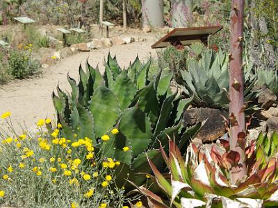 Sunday 2009-03-22&nbsp;&nbsp;   Arizona-Sonora Desert Museum  Indigenous people use Agaves for food, fibre, and medicine. Juice from the mature plants is consumed both fresh and fermented. Fermented liquid from the cooked heads is distilled into mescal. Tequila, the best-known variety of mescal, is distilled from one species, Agave Tequilana.