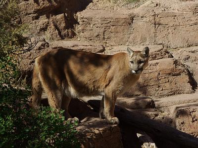 Sunday 2009-03-22&nbsp;&nbsp;   Arizona-Sonora Desert Museum  The Mountain Lion or Puma is the largest cat in the Sonoran Desert. A female weighs about 75 pounds, while the male can be up to 145 pounds. The adult lion is a plain tawny or grayish brown colour with a heavy, black tipped tail nearly 3 foot long. The cat itself can be over 6 feet long, with heavy legs and large feet.