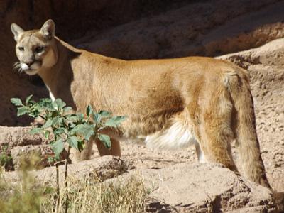 Sunday 2009-03-22&nbsp;&nbsp;   Arizona-Sonora Desert Museum  The mountain lion may wander widely in search of prey. When it finds something suitable, it sneaks up as close as it can before launching the ambush and attack. Though a powerful predator, it has a very small heart and lungs for its size, so it lacks the endurance for long chases. A 300 yard dash is about the best it can accomplish and, if its prey is not caught by then, the chase is over.