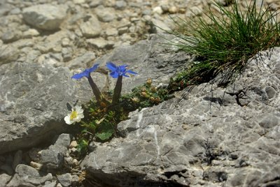 Friday 25  June, 2010  Beautiful, very small plants cling to life in the smallest of crevises. : 2010-06-25 Mittenvald