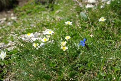 Friday 25  June, 2010  The small alpine flowers are at their best. : 2010-06-25 Mittenvald