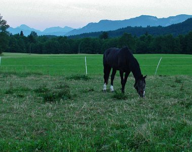 Tuesday 29  June, 2010  A horse just whinnied outside our room – what a delightful sound this is. Barbara’s guest house is a not a farm but a cattery for horses. It’s a place for big Kashas and Zulus. : 2010-06-30 JGR MUNICH