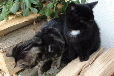 Monday 21  June, 2010  Back at the guest house in Wackersberg, Barbara has just become the mother of some lovely little kittens. She gave most of these away during our stay. : 2010-06-21 JGR Munich