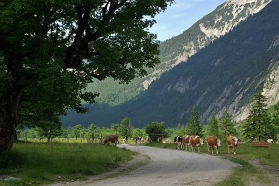 Friday 25  June, 2010  Here is a big surprise: the cows had been called to come home, which they did at their own pace. They reminded me of cats but much more cooperative. : 2010-06-25 Mittenvald