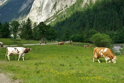 Friday 25  June, 2010  This was a magical moment. Each cow was fitted with a cow-bell that filled the valley with the tinkle of their bells as they strolled casually back to their barns. Jenni took a lot of video, mainly to record the music. : 2010-06-25 Mittenvald