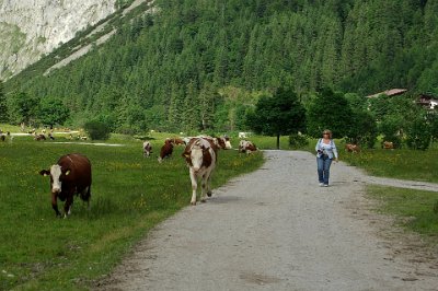 Friday 25  June, 2010  If we had come earlier or later in the day, we would have missed an experience we have never had before or likely to have in the future. The song of these cow-bells was joy to our Australian  ears. : 2010-06-25 Mittenvald