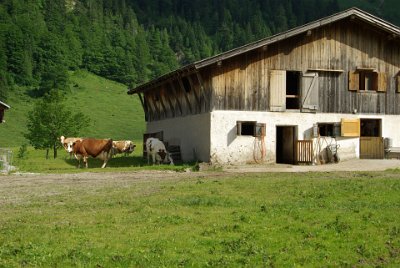 Friday 25  June, 2010  Each cow knows its own barn (mostly) and moves towards it. : 2010-06-25 Mittenvald