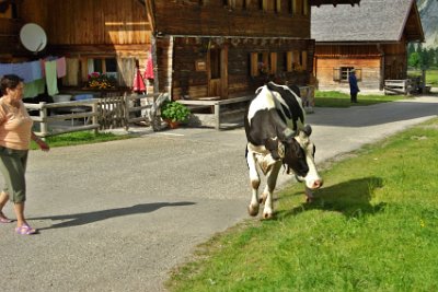 Friday 25  June, 2010  This one has to be shooed away. There are no barns over this side. : 2010-06-25 Mittenvald