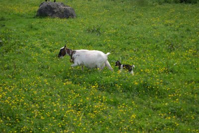 Friday 25  June, 2010  This was cute. A nanny goat and her kid were knee-deep in pasture. : 2010-06-25 Mittenvald