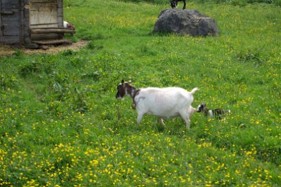 Friday 25  June, 2010  Goat's milk  can be used to make cheese. If not, they are headed to a dinner table. : 2010-06-25 Mittenvald