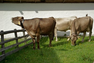 Friday 25  June, 2010  They look extremely healthy and well fed. The one on the left is singing, " Freude! Freude! Freude, schöner Götterfunken " over and over. Dumb cow, that's all it knows. : 2010-06-25 Mittenvald