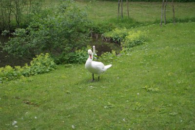 Thursday 1 July, 2010  As we head for the exit we realise that reality does not always match fantasy: there is swan poo everywhere : 2010-07-01 partnach-lindenberg