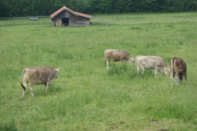 Wednesday 23  June, 2010  We leave the car in the parking area at the Tegelbergbahn and see a common sight for this time of the year: dairy cows grazing in the lush meadows. They spend the other six months of the year  inside a barn feeding on hay and doing poos. : 2006-06-23 Bavarian Alps