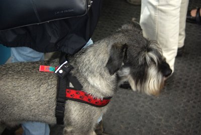 Wdnesday 23  June, 2010  A dog was also a passenger of the Teghelberbahn and he was very well behaved. : 2006-06-23 Bavarian Alps