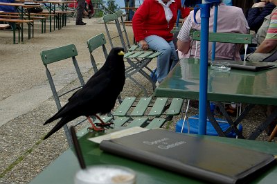 Wednesday 23  June, 2010  Cheeky bloody thing pays us a visit and swears at us in German. : 2006-06-23 Bavarian Alps