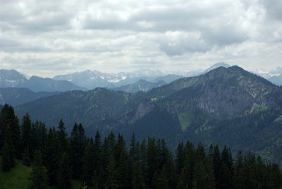 Wednesday 23  June, 2010  In the Bavarian Alps      the Latsche or dwarf pine    is the most common tree above 17-1900 metres. Below 1700m the forests  consist mainly of  conifers such as spruce and fur with large stands of beech. : 2006-06-23 Bavarian Alps