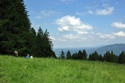 Wednesday 23  June, 2010  The forest is composed mostly of  Norway Spruce      (Picea abies)    most of which have been reintroduced in Alpine Germany since 1800. Because of the exploitation of the forests through to the end of the 18th century most old growth forests disappeared. : 2006-06-23 Bavarian Alps