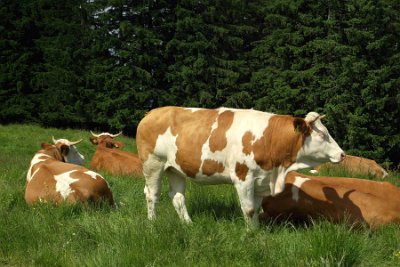 Wednesday 23  June, 2010  We tip-toe gingerly past these ferocious beasts. : 2006-06-23 Bavarian Alps