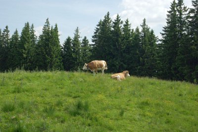 Wednesday 23  June, 2010  The bull has a bell around its neck to give you a few seconds warning when it charges. This journey was filled with peril. : 2006-06-23 Bavarian Alps