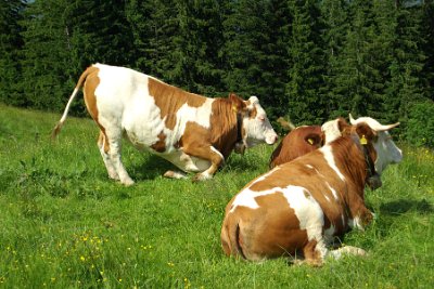 Wednesday 23  June, 2010  The cows are fitted with cow bells that  make a very pleasant jingle-jangle  as they amble around the pasture. : 2006-06-23 Bavarian Alps