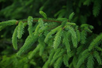 Wednesday 23  June, 2010   Ironically, the seed stock for the reintroduced Picea abies came from the relatively unscathed Scandinavian forest that had itself re-established itself after the last Ice Age.  Today Picea abies  comprises 35% of the tree cover in Germany, and most of that is in managed forests. : 2006-06-23 Bavarian Alps