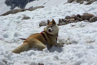 Monday 28  June, 2010  This dog looks at home in the snow. Its thick fur might mean it is a husky? : 2010-06-28 sugspitze