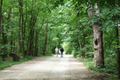 Thursday 15 July, 2010 &nbsp;  European forests are distinctly different from Australian forests.  They seem to be a brighter green and more lush but not more beautiful - just different. : 2010-07-16 JGR FRANKFURT RETURN