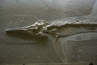 Thursday 15 July, 2010 &nbsp;  The ichthyosaurs (ichthys = fish, saura = lizard)  are the most frequently and best studied reptiles of the Jurassic. The longest known specimens measured up to 18 metres in length (this one is 4 metres long). Their ancestors were saurians (lizard ancestors)  living on land. : 2010-07-16 Claus